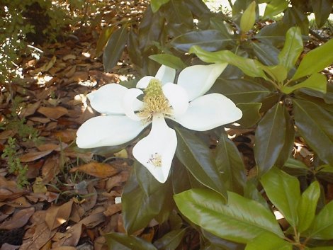 Tepal displayed in white magnolia